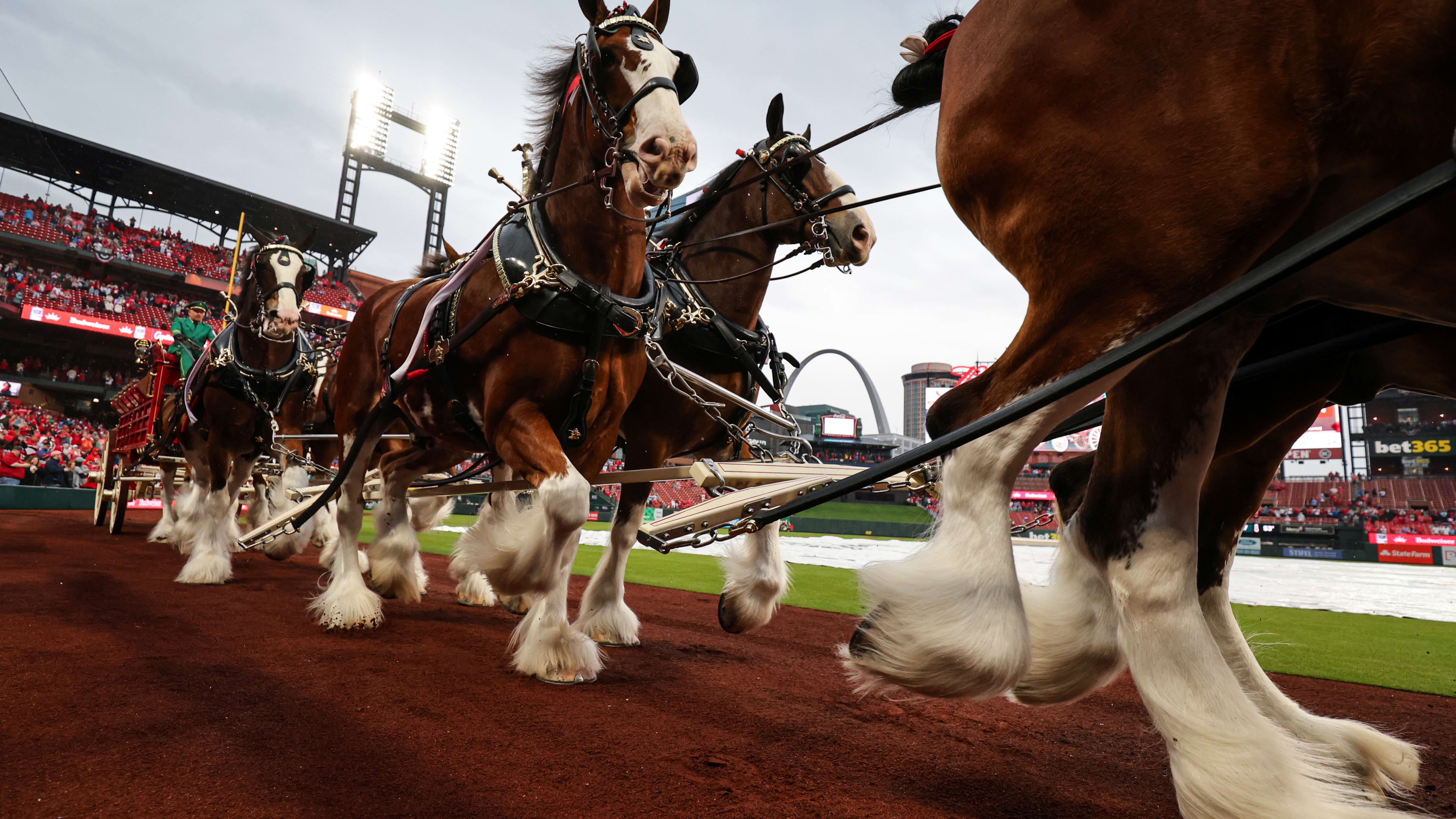 The Budweiser Clydesdales parade around the warning track.