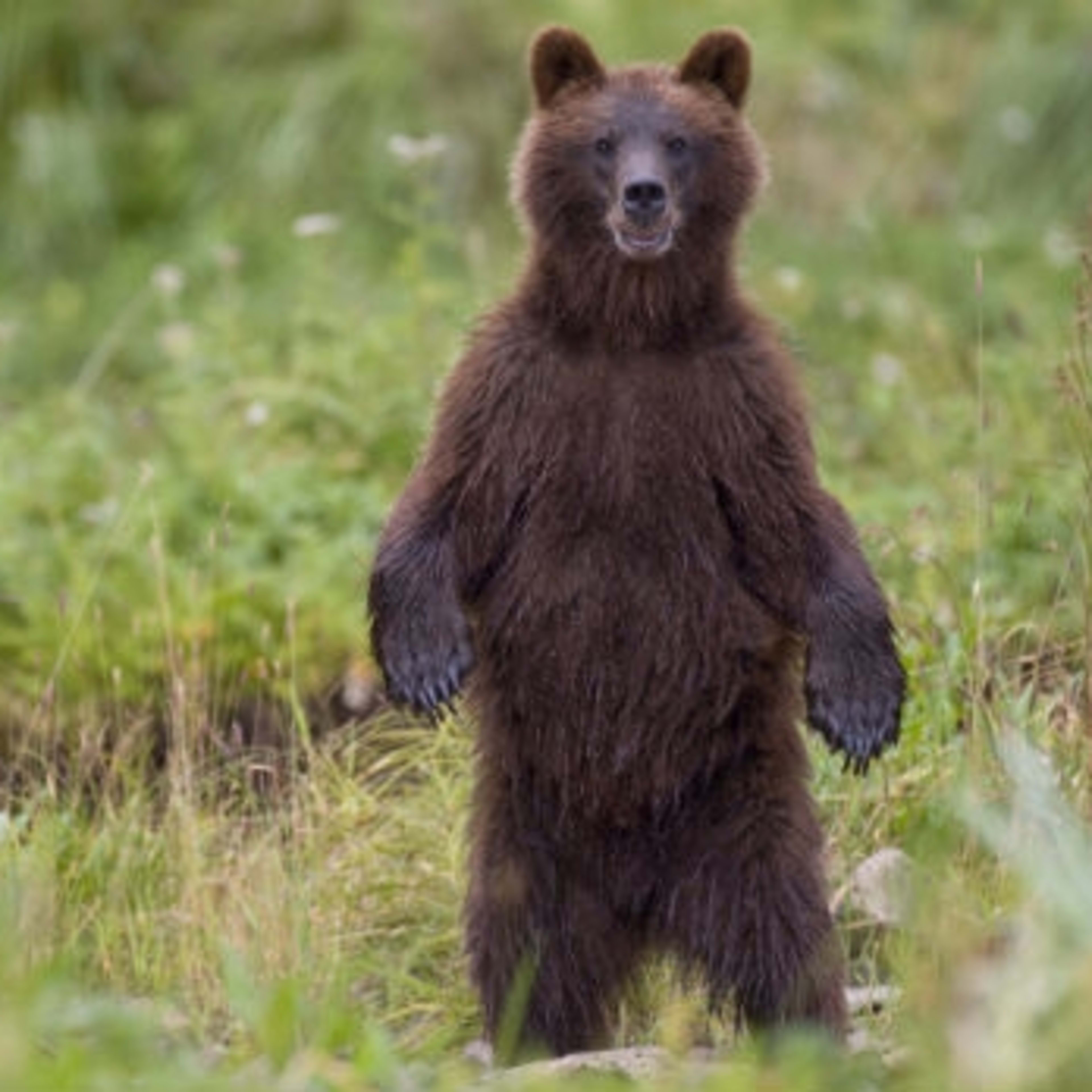 When a bear stands, it's not an aggressive act, it's wants a better look at you.