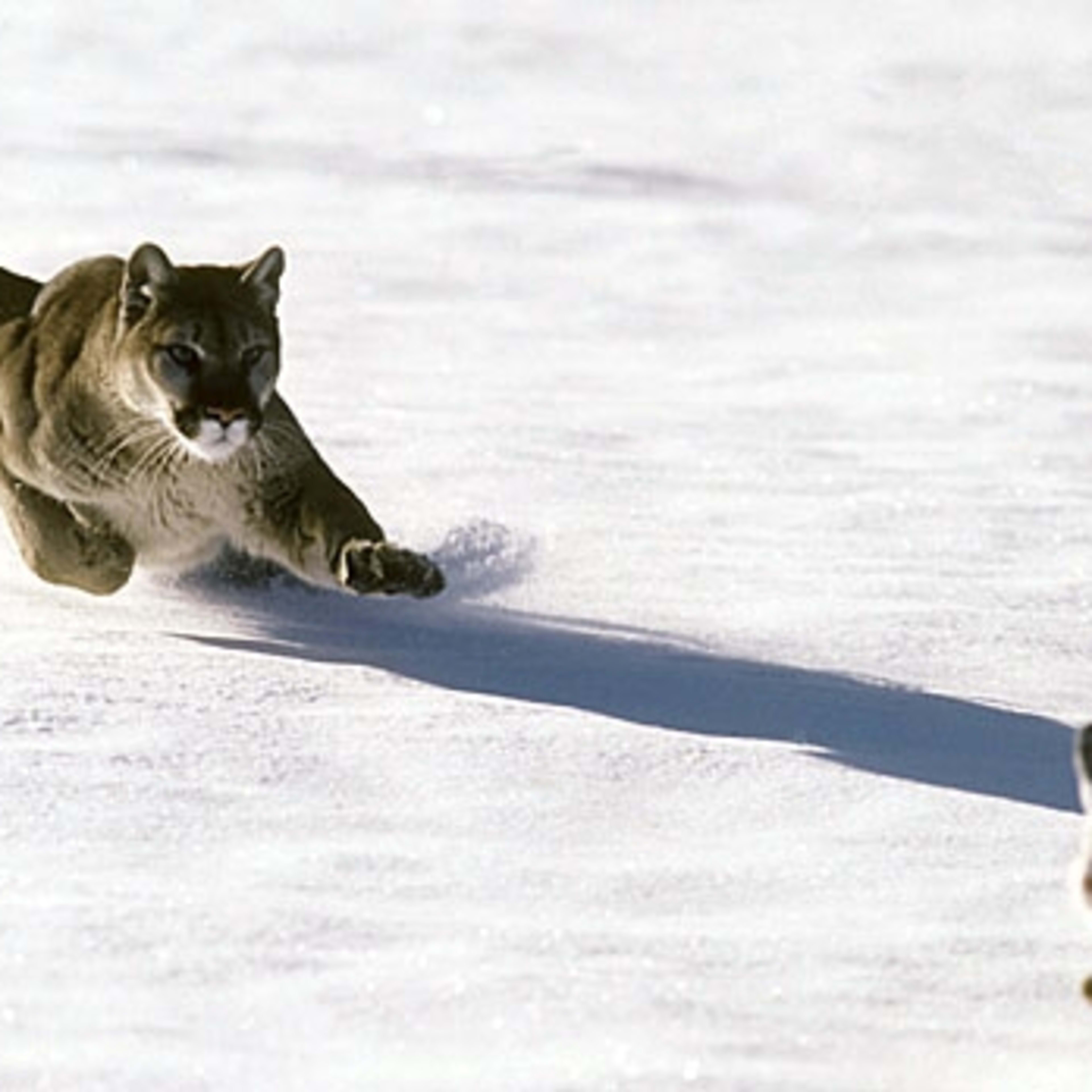 Mj 618_348_7 reasons to fear or at least respect wild cats
