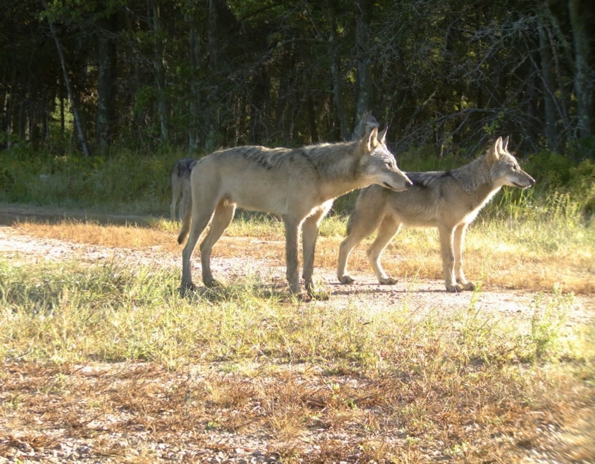40 dogs killed by wolves during Wisconsin bear hunt; experts puzzled -  Men's Journal, image size:1160x904
