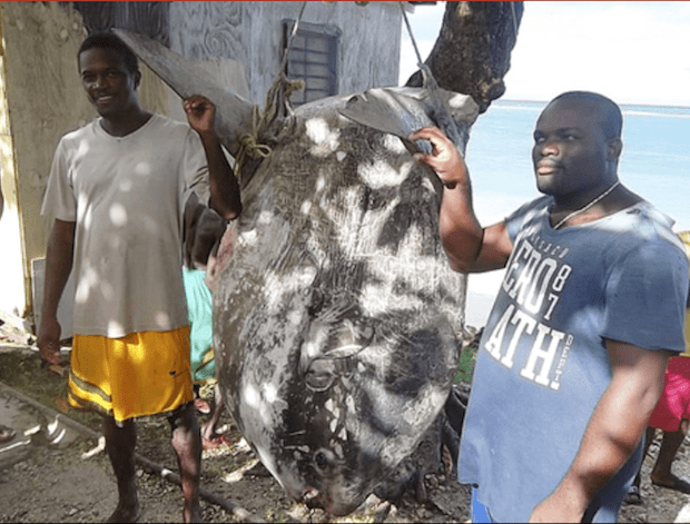 Catch of 900-pound sunfish creates stir in Jamaica - Men's Journal