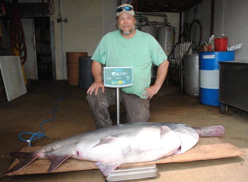Prehistoric paddlefish makes S. Dakota history - Men's Journal