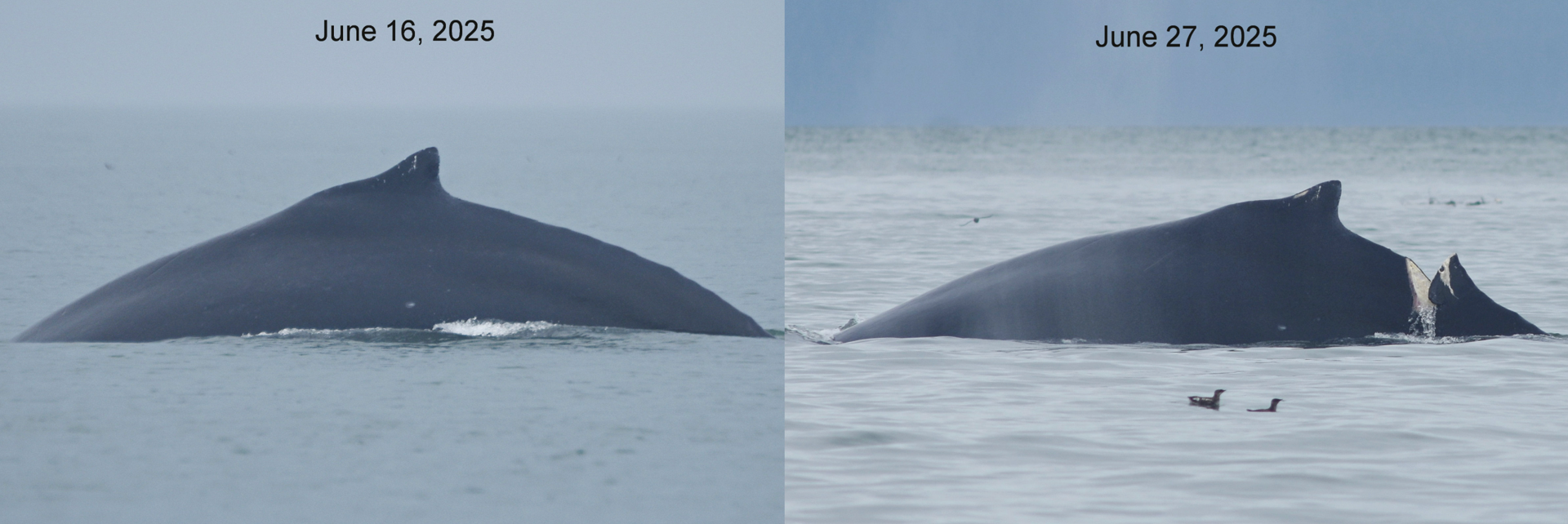 Whale Suffers Severe Injury From Boat Strike in Iconic National Park ...