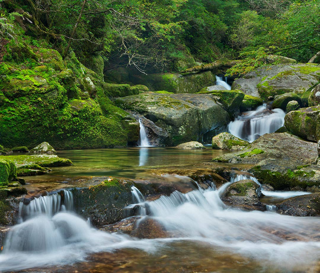 Yakushima Island Is Japan’s Version to Paradise on Eart…