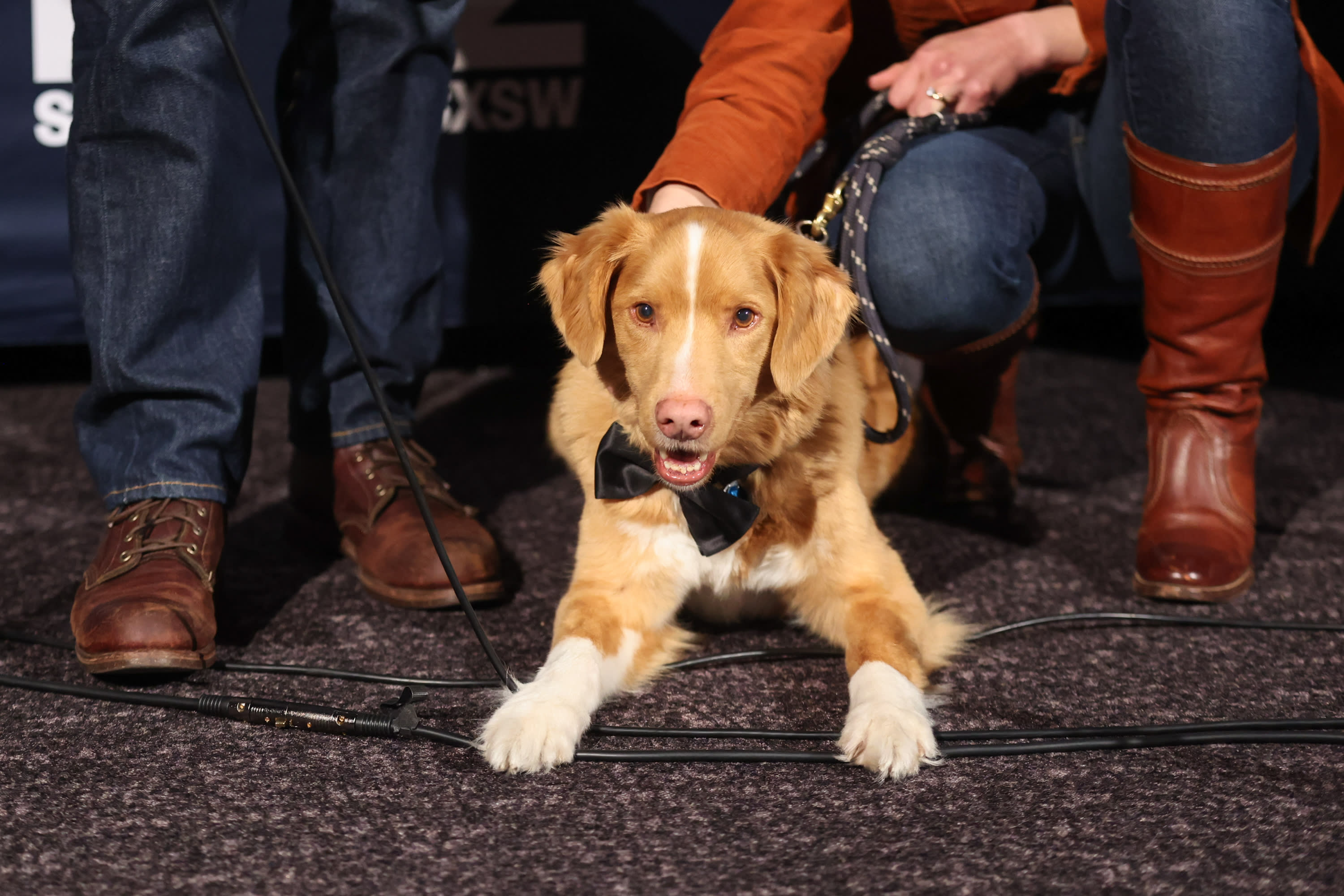 Good Boy' Star Indy the Dog Makes History With Major Film Nomination - Men's Journal