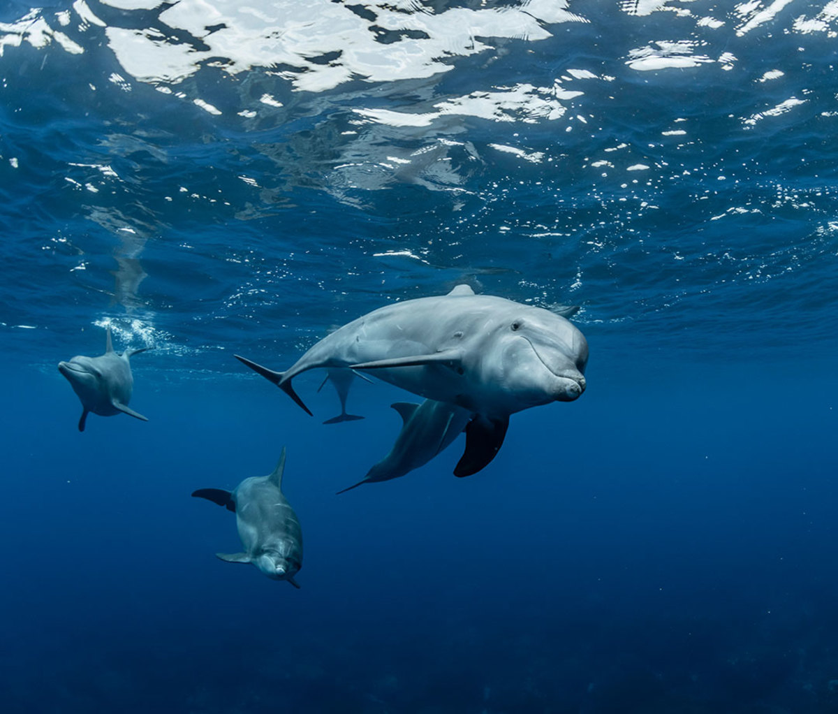 Underwater shot of dolphins swimming