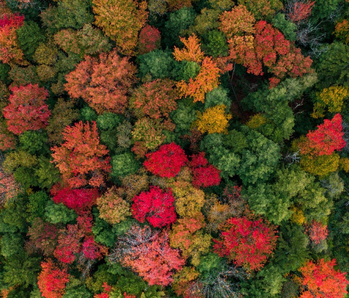 Overview of trees with fall foliage