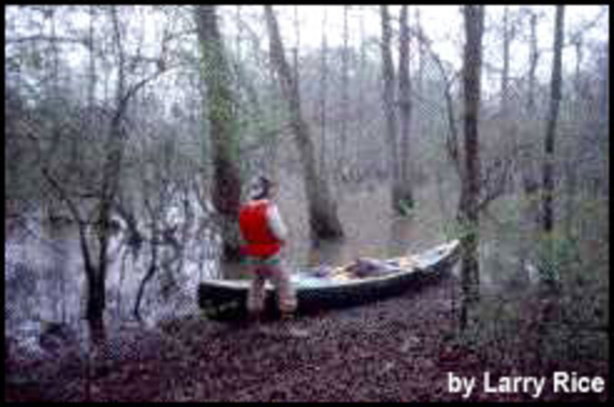 BigThicket
