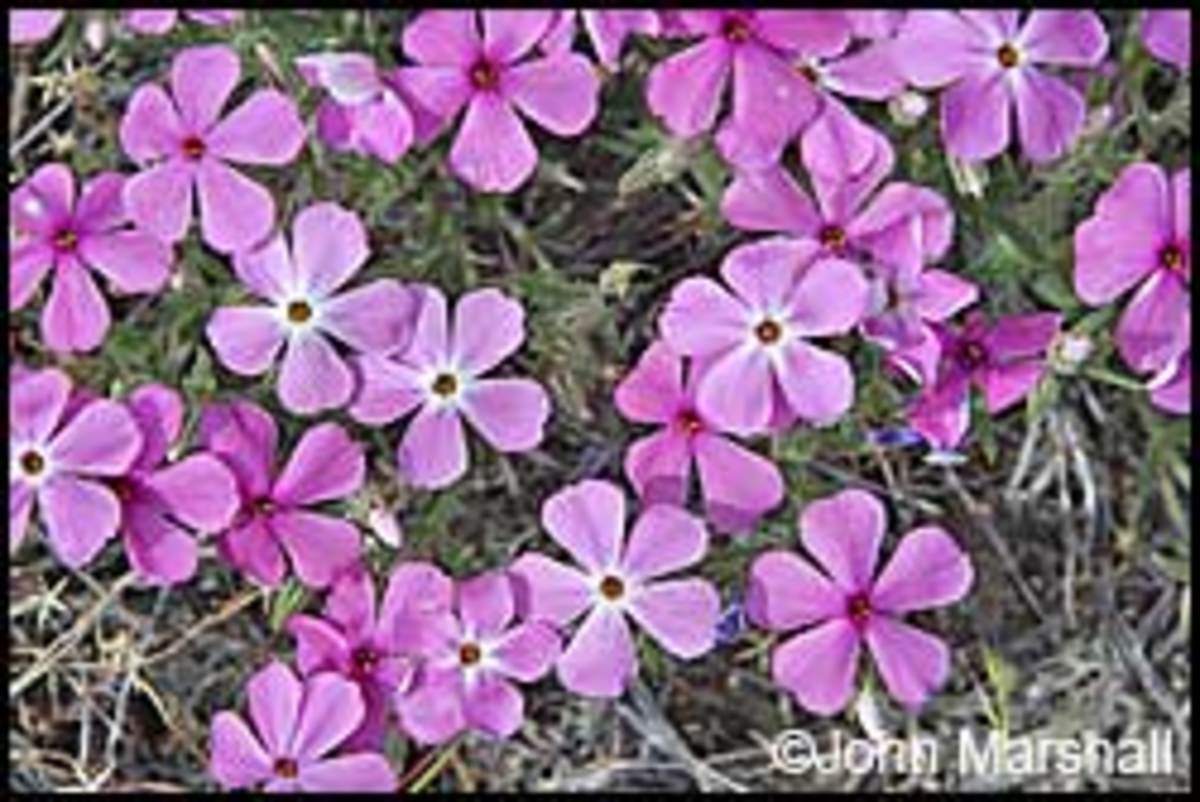john-day-river-flowers-art