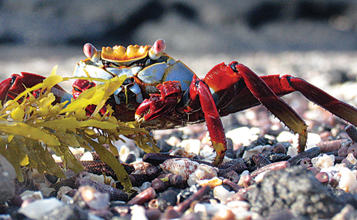 Sally Lightfoot Crab Galapagos Islands, Ecuador.