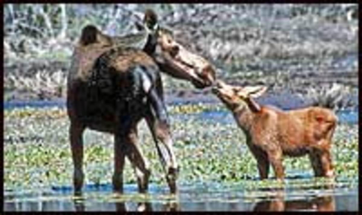 mother_moose_yellowstone_art