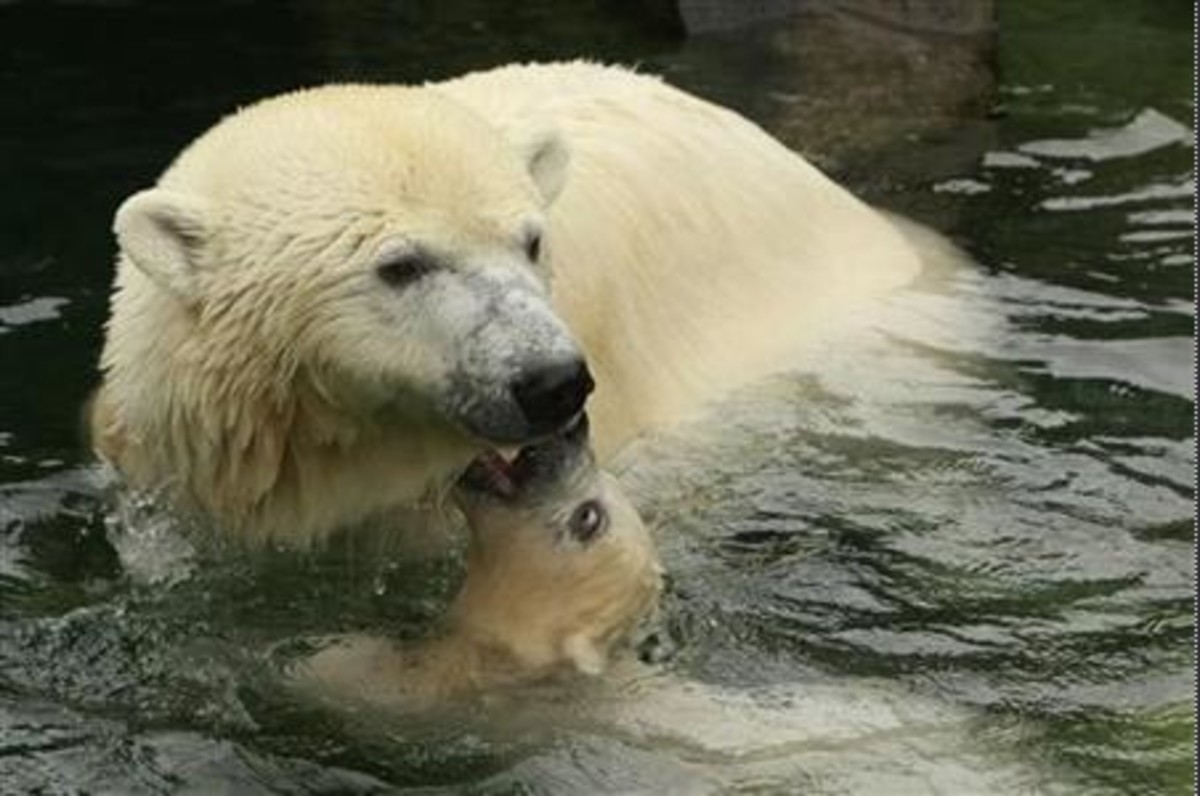 Greenland Shark Found With Polar Bear Remains In Stomach Men's Journal