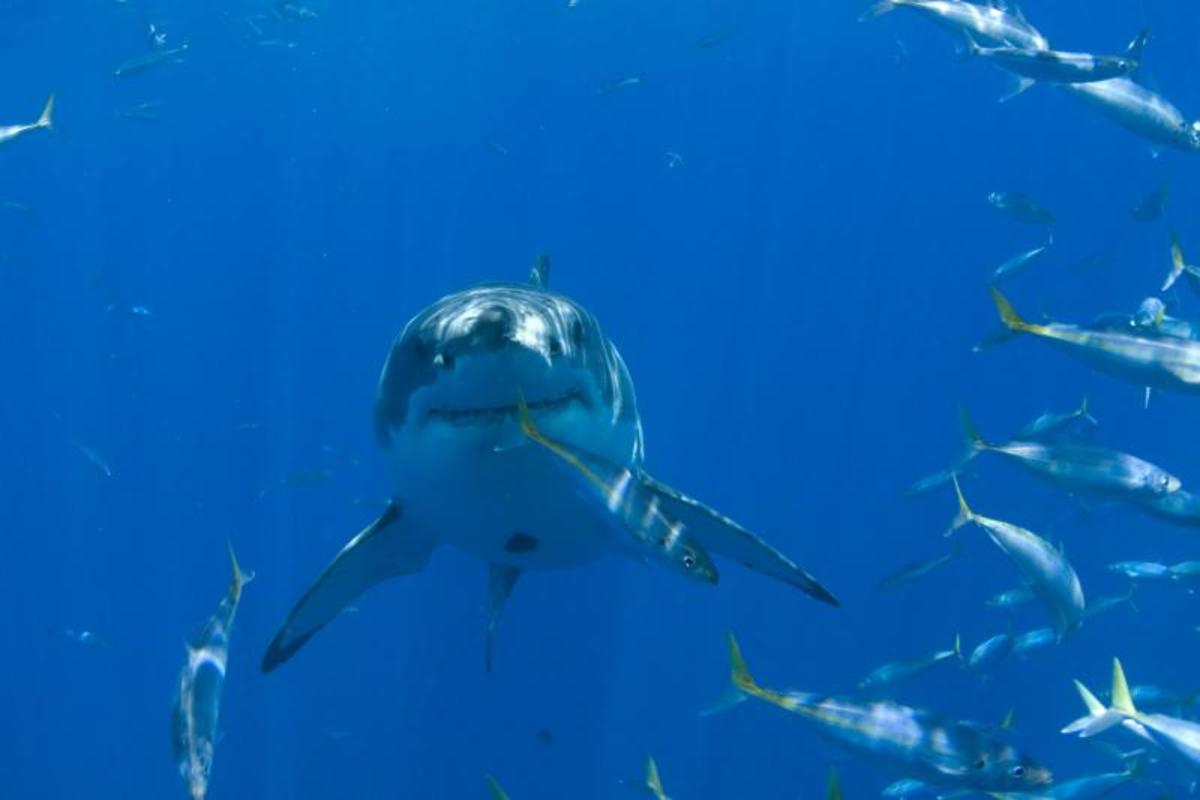 Swimmer Attacked By Shark Off Clearwater, Florida Men's Journal