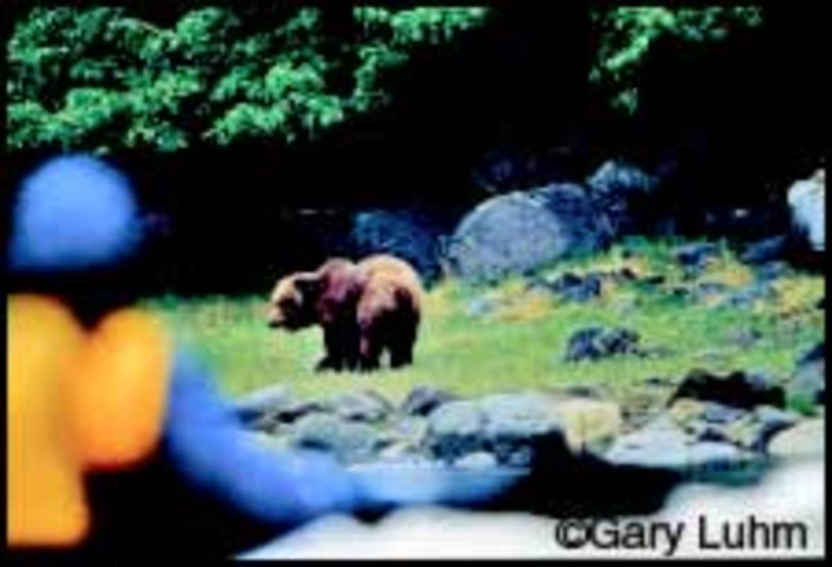 wpid-baranof-island-bear-art.jpg