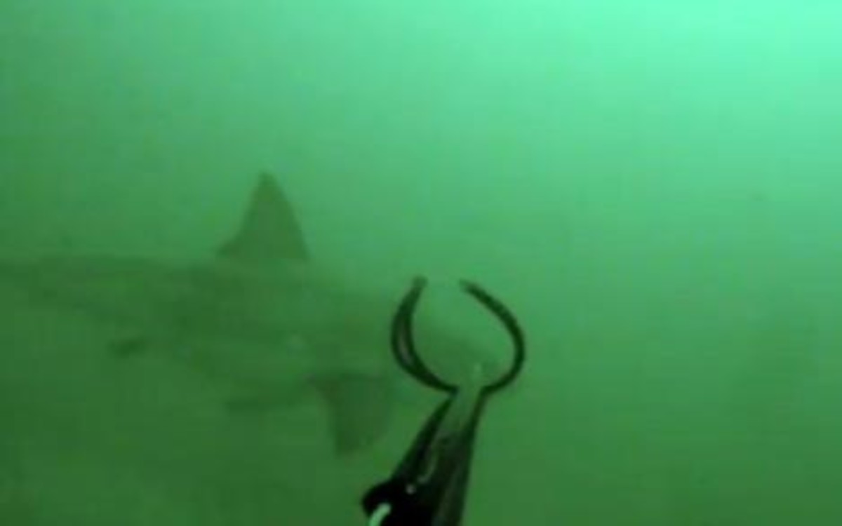 asn2-great-white-shark
