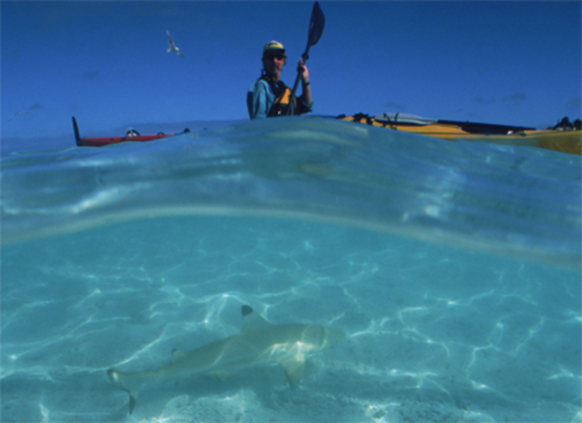 Sharky