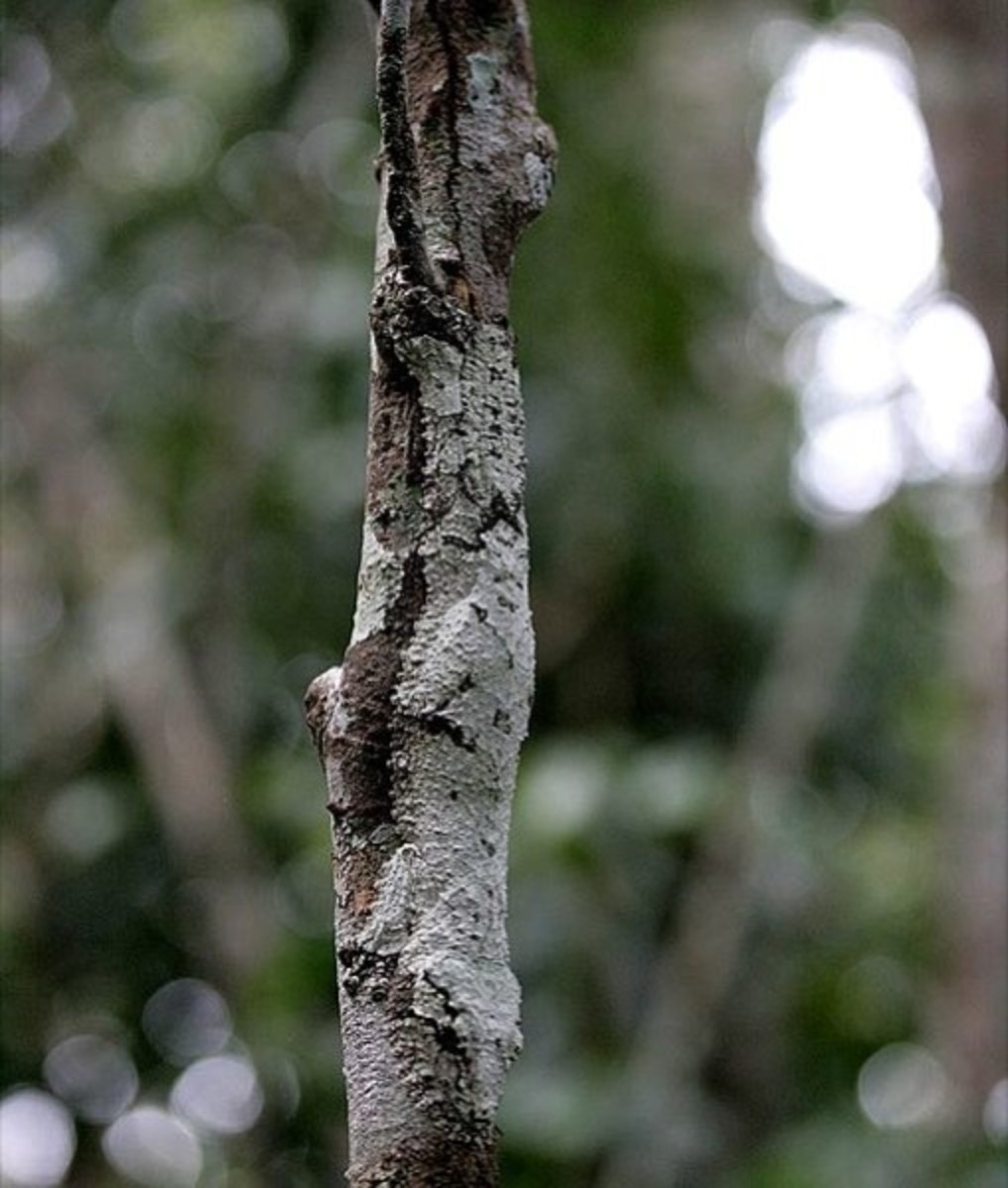 508px-Uroplatus_Sikorae_Analamazaotra_Forest_Madagascar_cropped