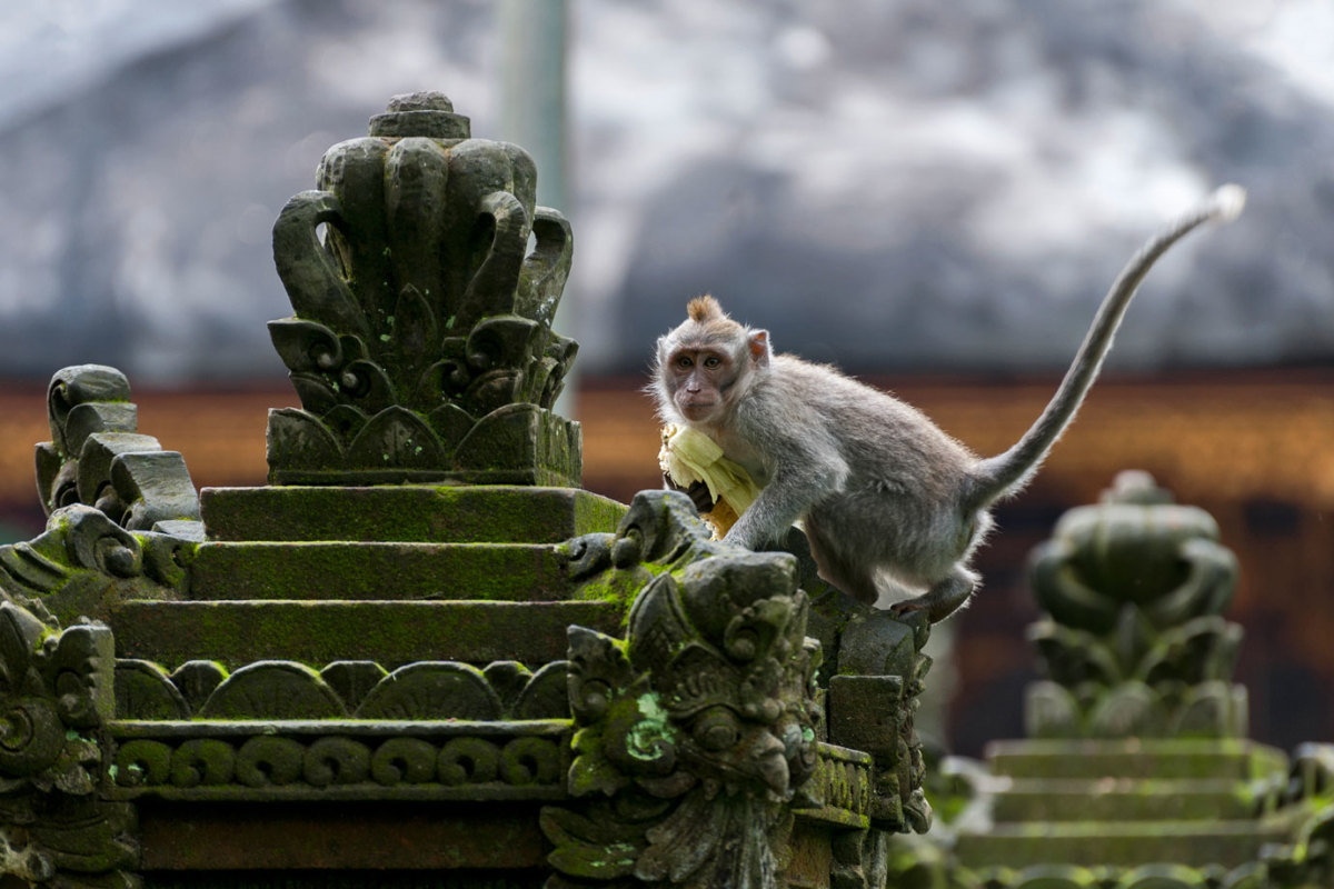 Balinese Long-Tailed Monkey