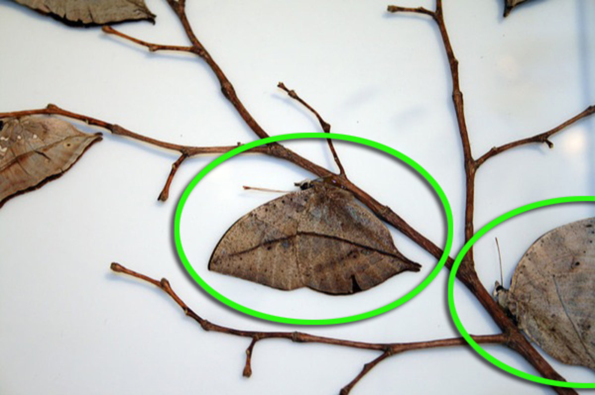 hint7