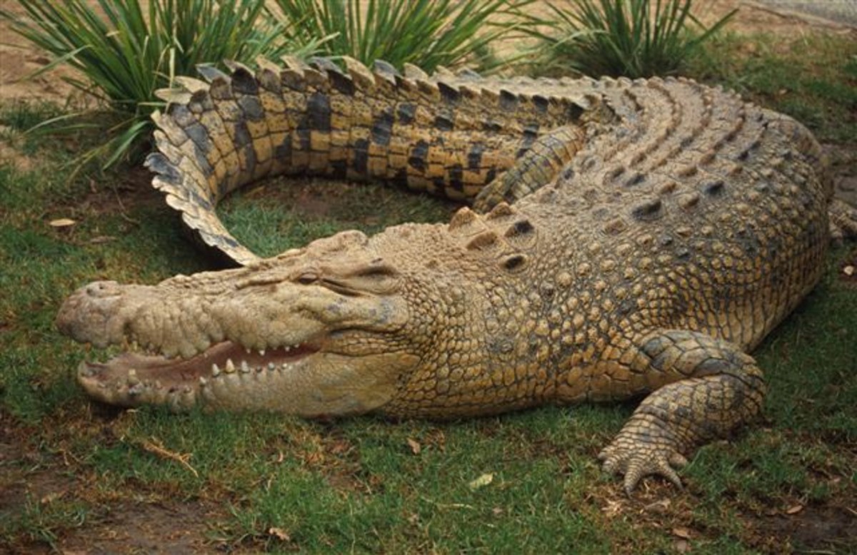 saltwater crocodile