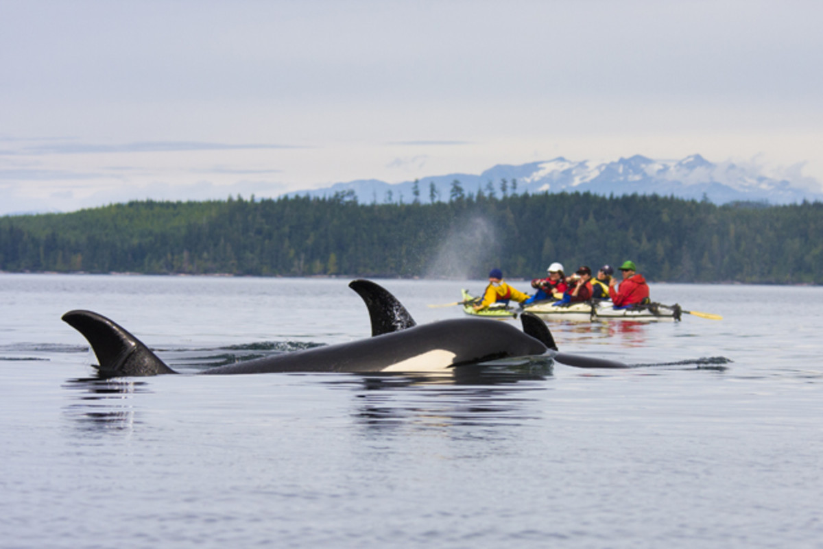 Johnstone Strait, B.C. Photo: Gary Luhm