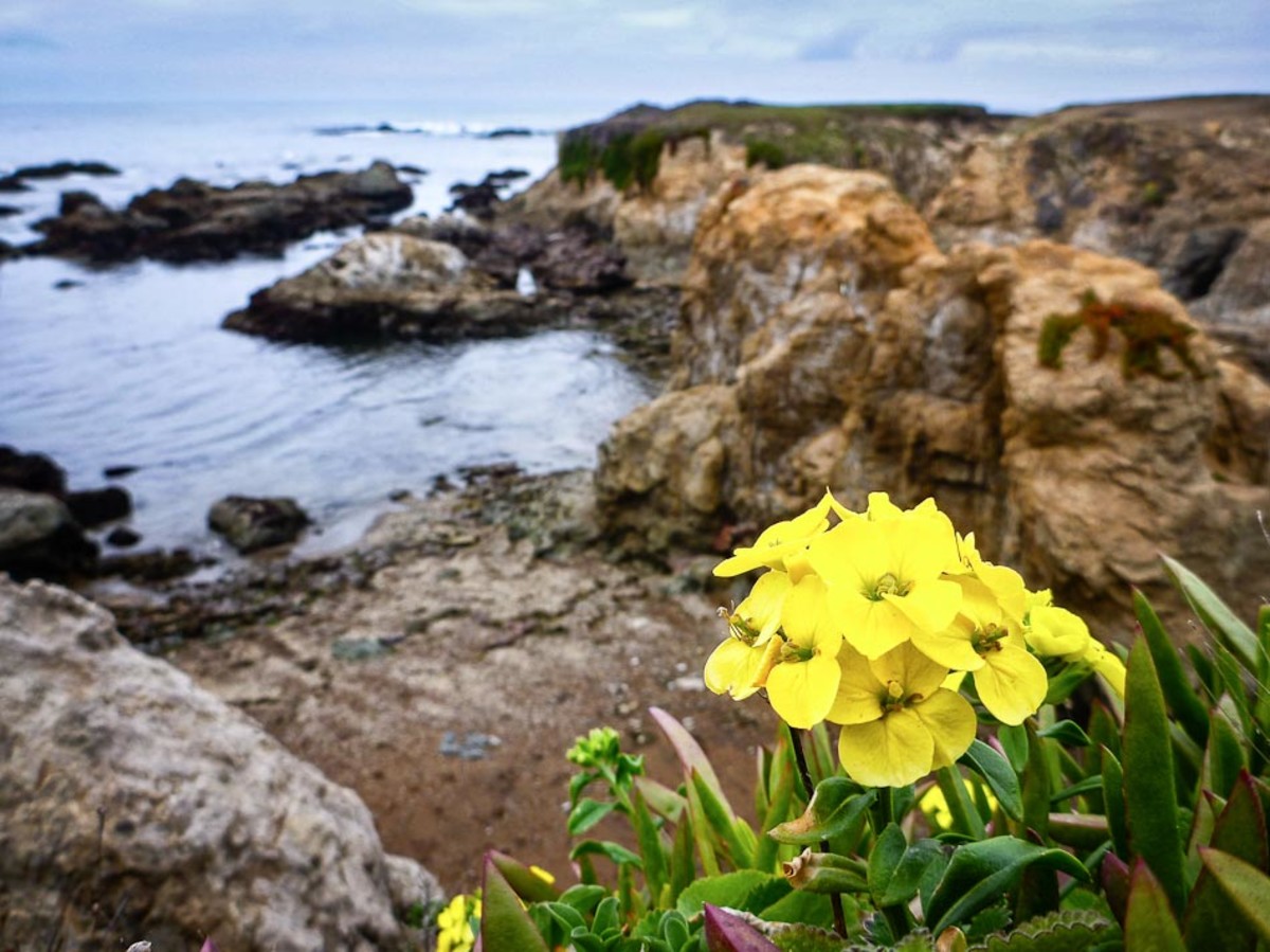The beach—and Mendocino County—is also a nice place to visit for its natural beauty. Photo by Travis Burke The beach—and Mendocino County—is also a nice place to visit for its natural beauty. Photo by Travis Burke