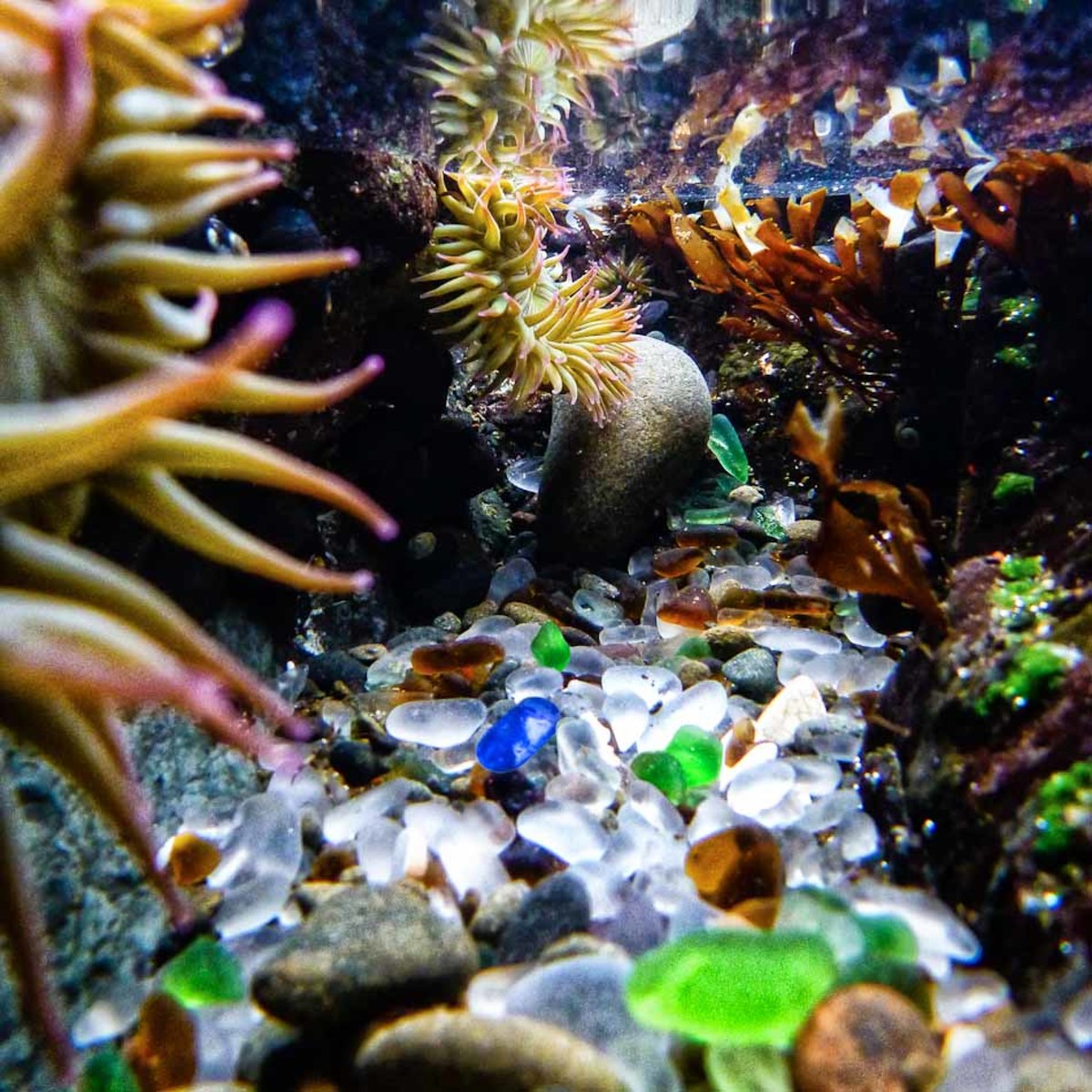 Glass Beach is best viewed at low tide, and it is pocketed with tide pools where sea anemones rest among motley-colored pebbles. Photo by Travis Burke Glass Beach is best viewed at low tide, and it is pocketed with tide pools where sea anemones rest among motley-colored pebbles. Photo by Travis Burke