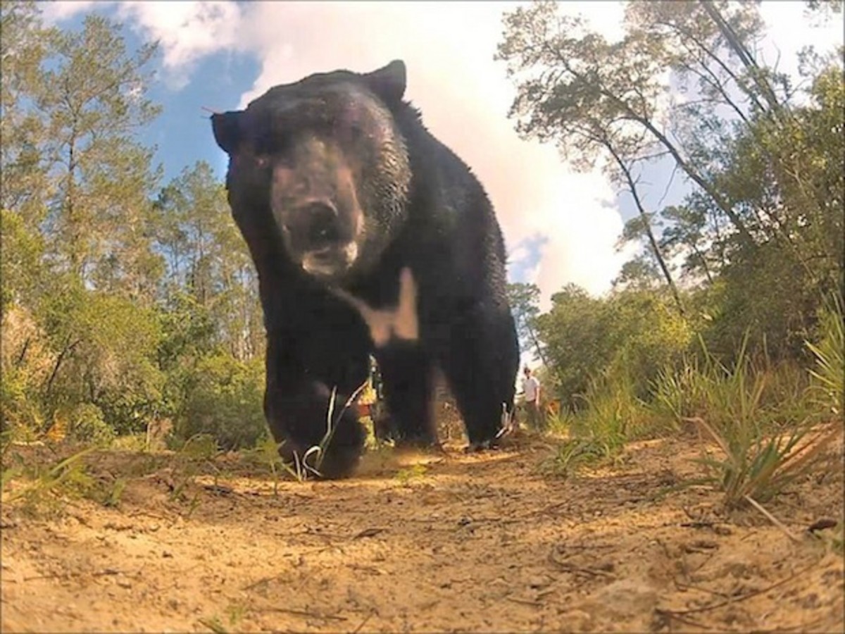 Bear1