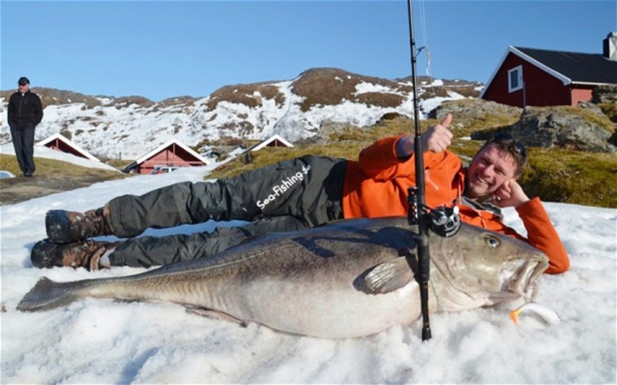 Big cod 1