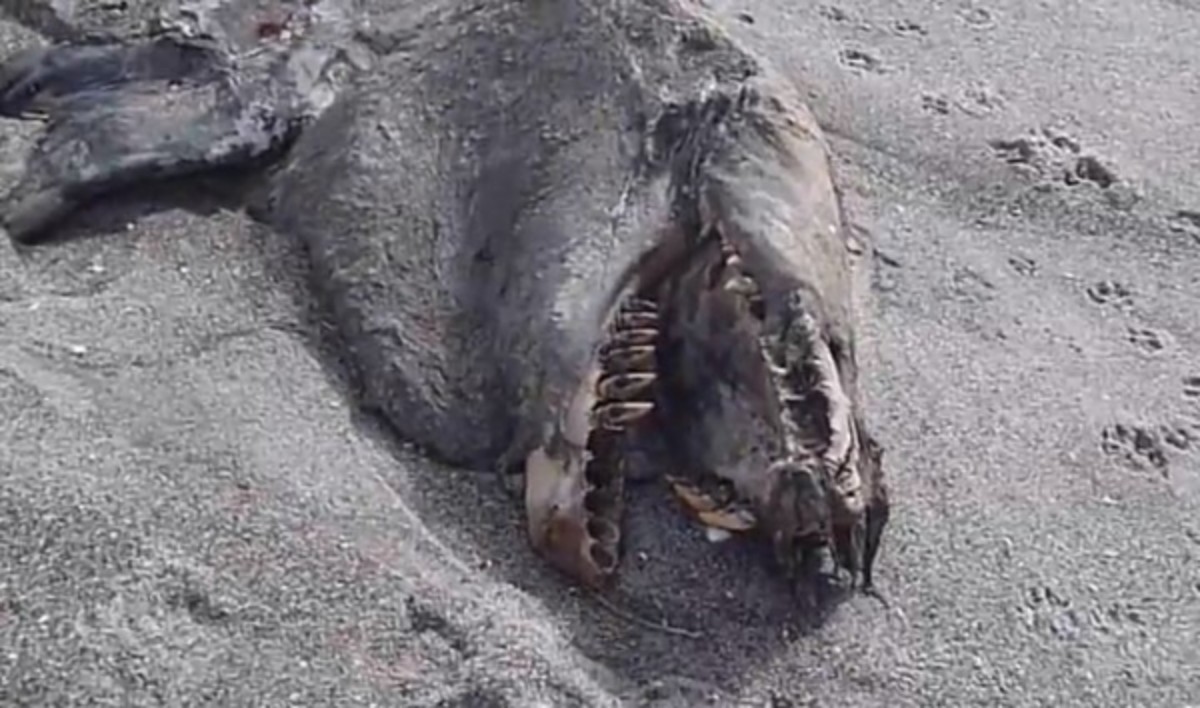 Dead orca in new zealand
