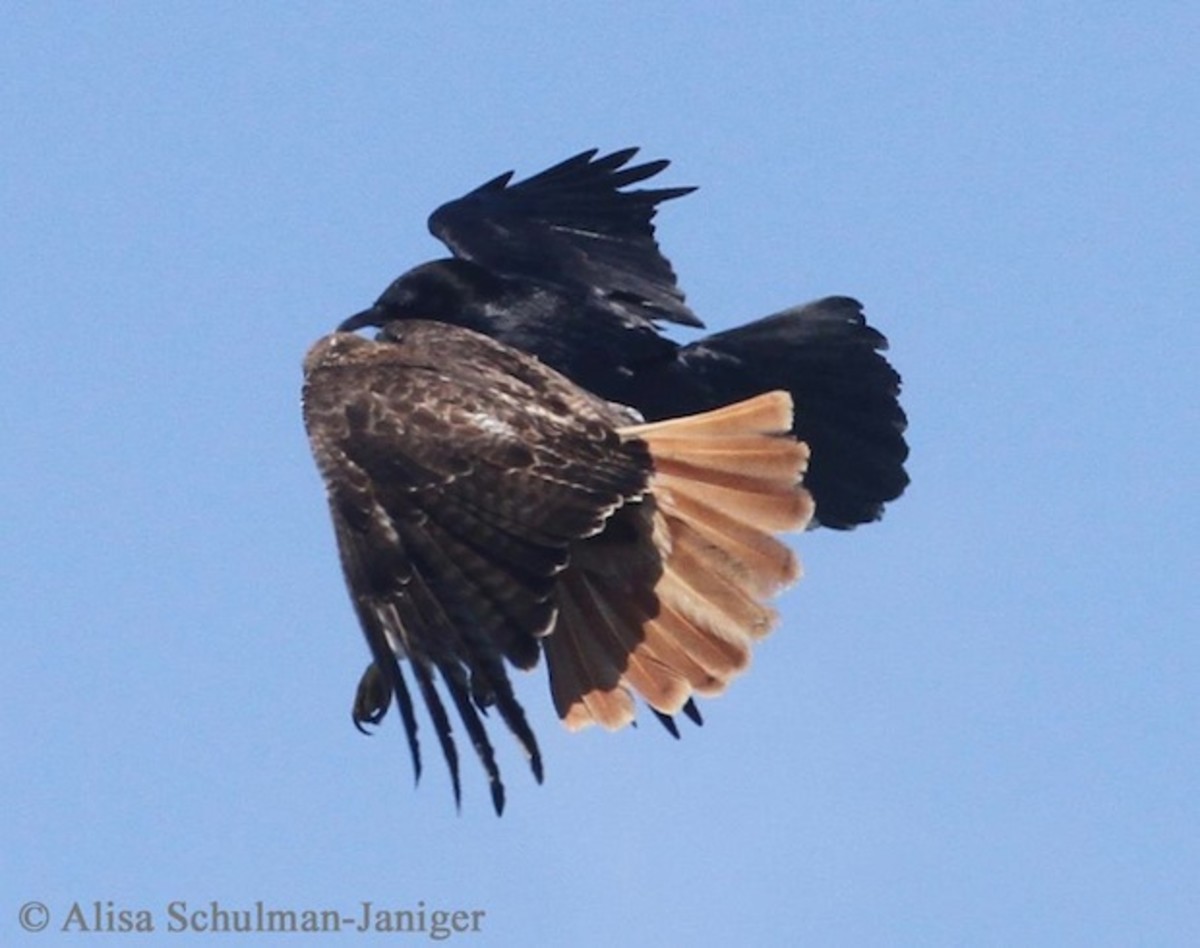 Dramatic dogfight between ravens and hawks captured in photographs