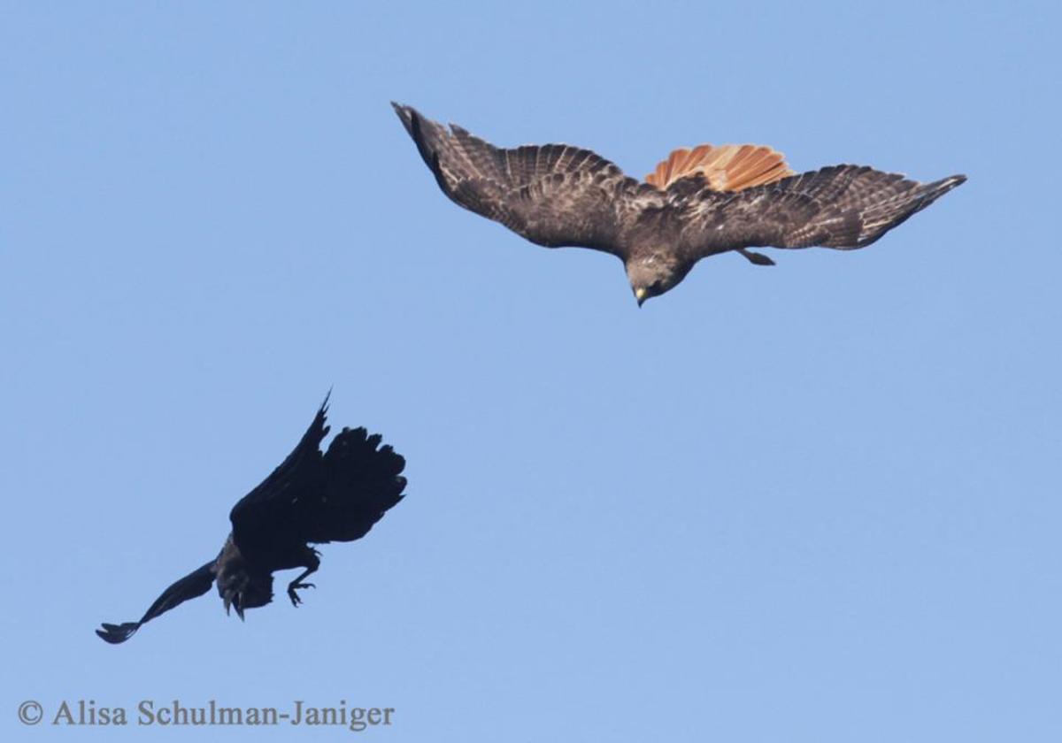 Dramatic dogfight between ravens and hawks captured in photographs