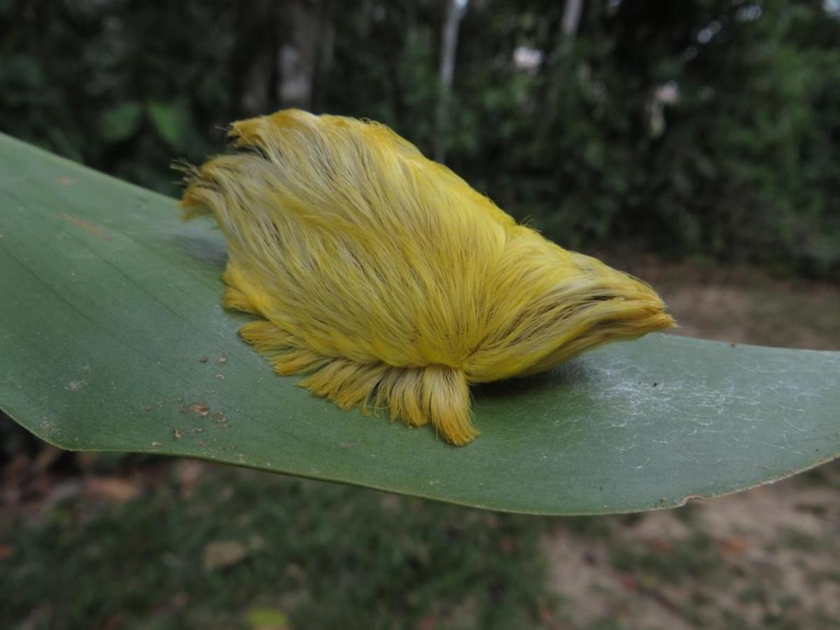 Trump on leaf