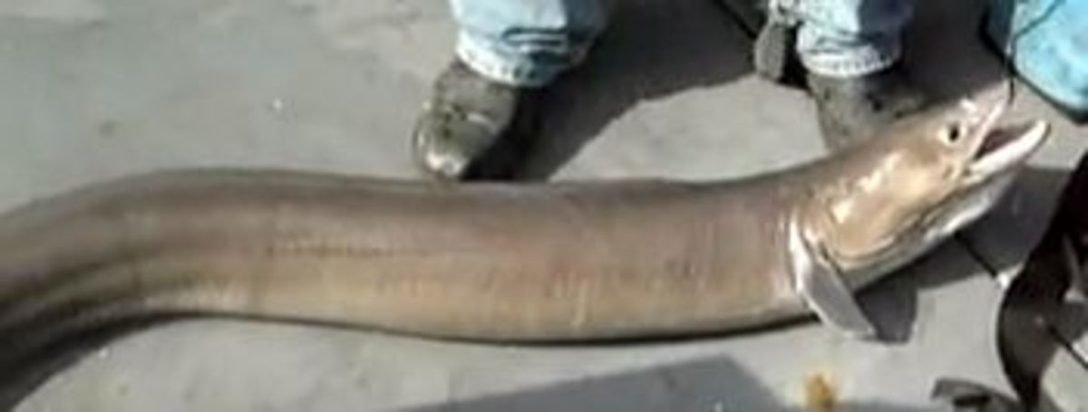 live conger eel
