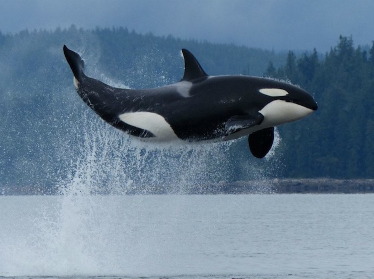 Orca3