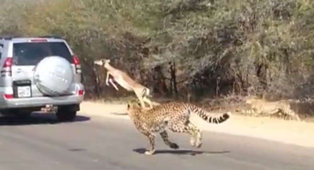 Impala jump