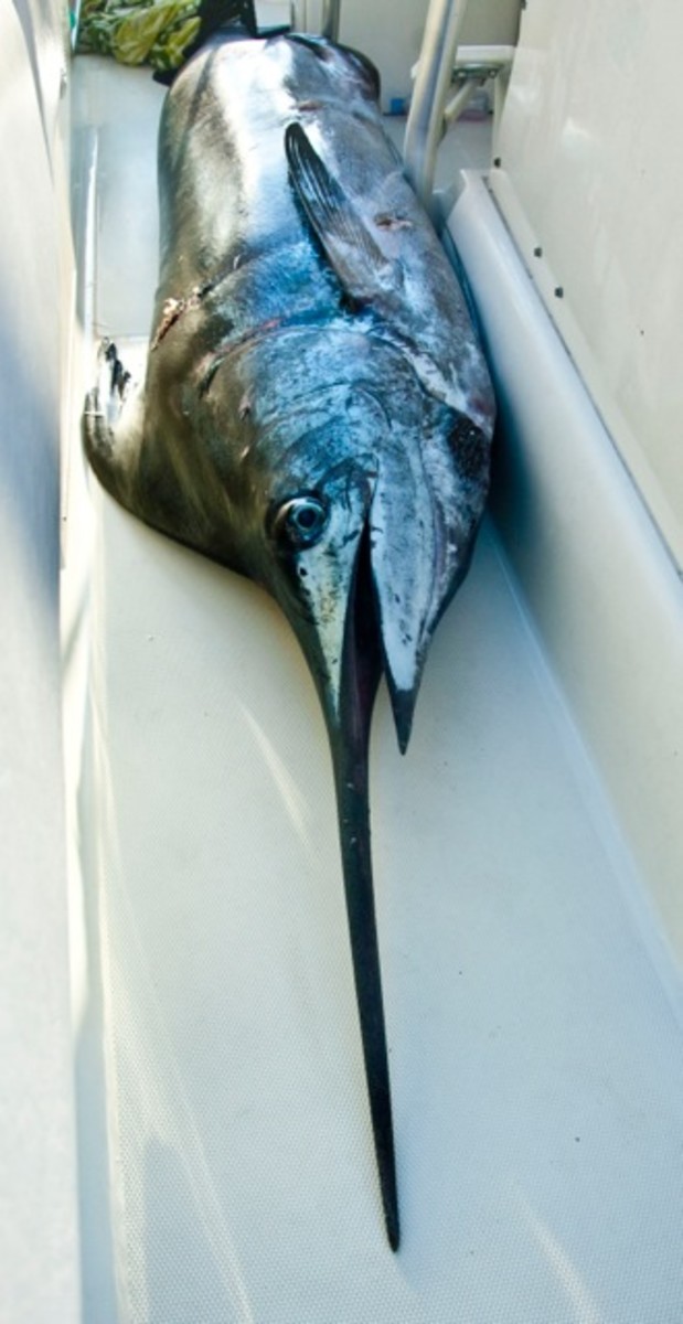 marlin on boat