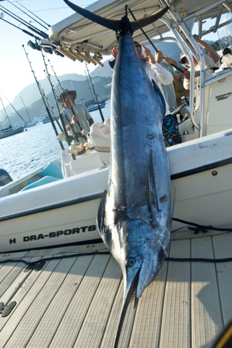 marlin