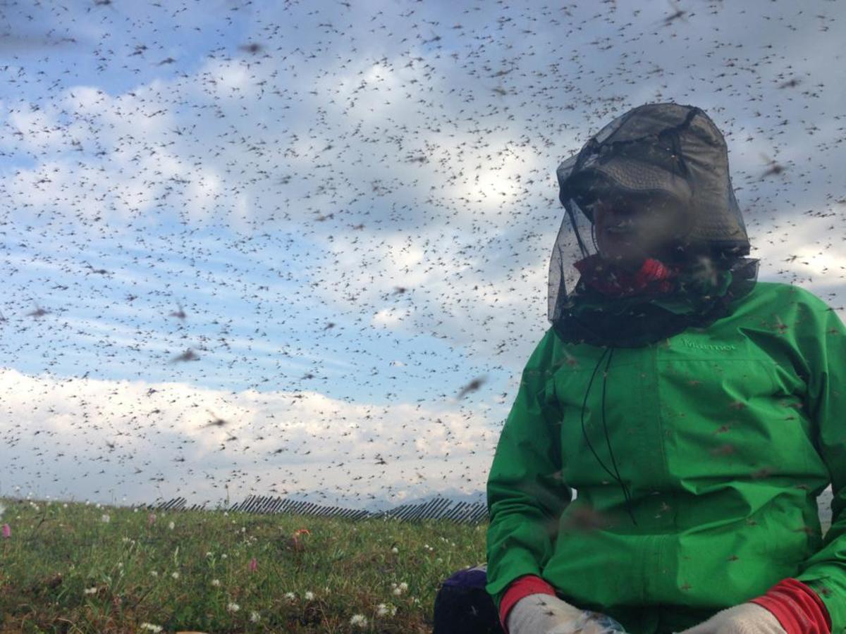 shannon sweet among mosquitos