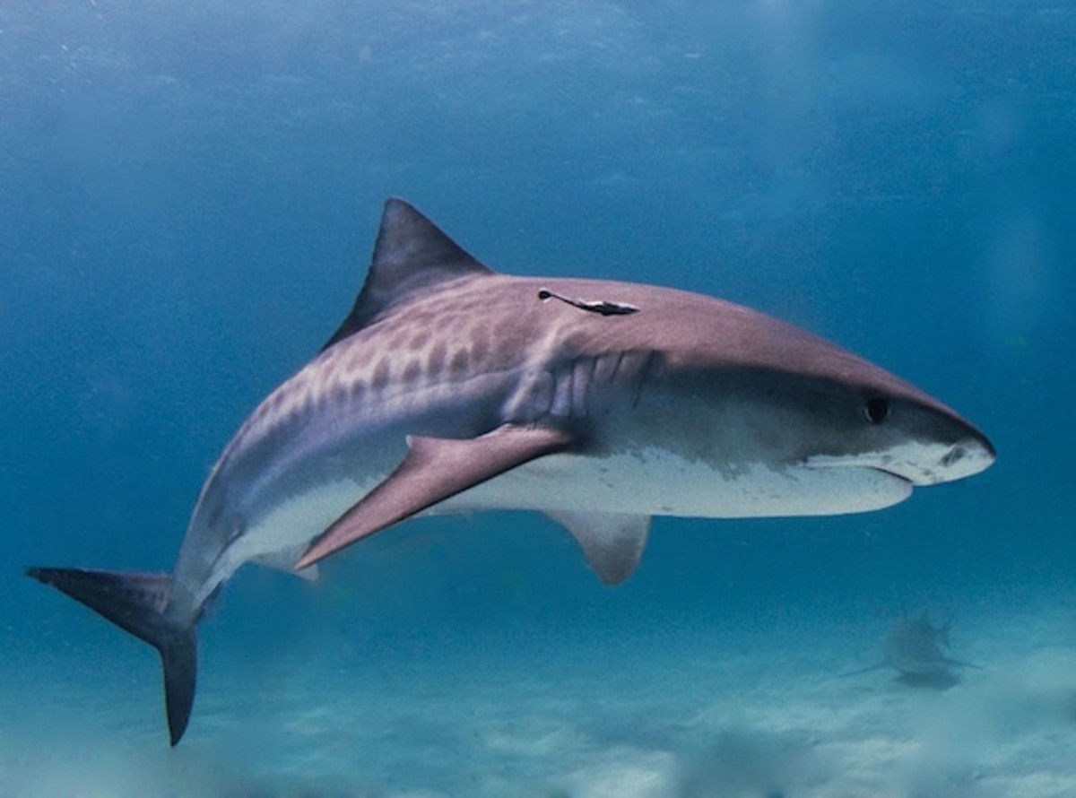 tigershark