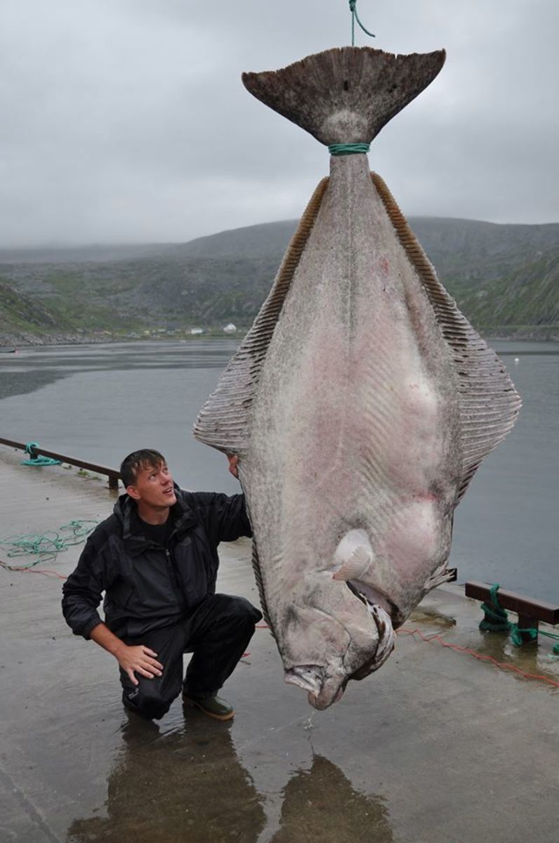 German fisherman catches worldrecord 515pound Atlantic halibut