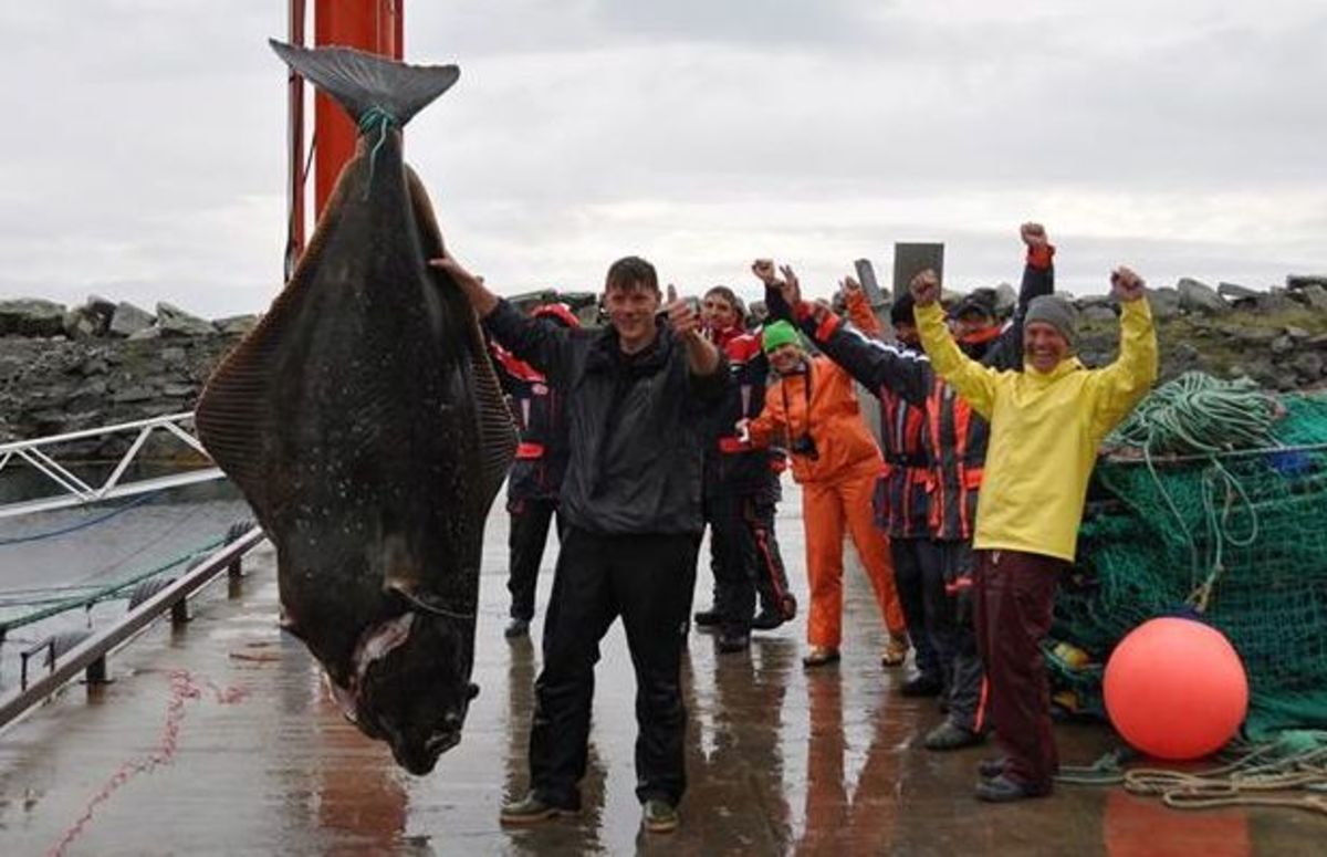 German Fisherman Catches World Record 515 Pound Atlantic Halibut German Fisherman Catches World Record 515 Pound Atlantic Halibut