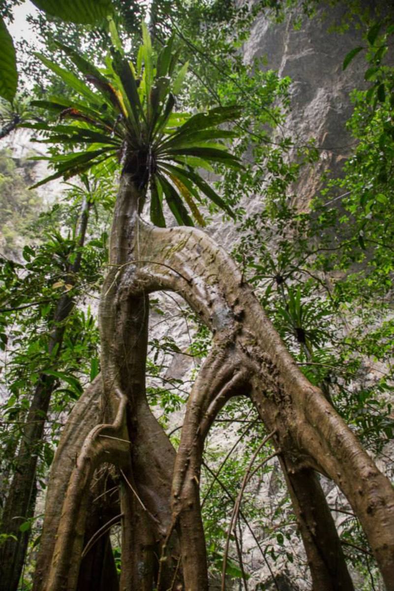 Amazing jungle inside cave; photo by Ryan Deboodt Amazing jungle inside cave; photo by Ryan Deboodt
