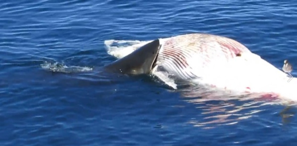 greatwhite