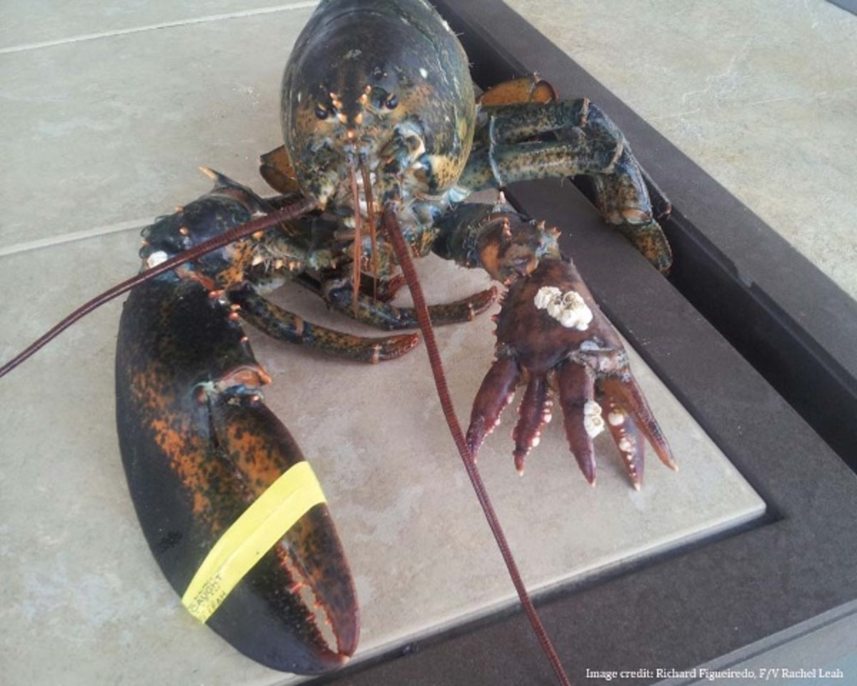 best lobster photo