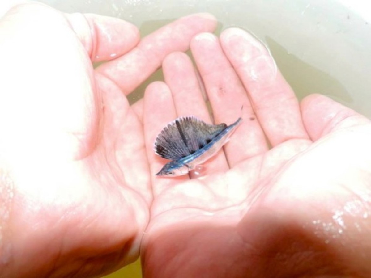 billfishfoundation-630x472
