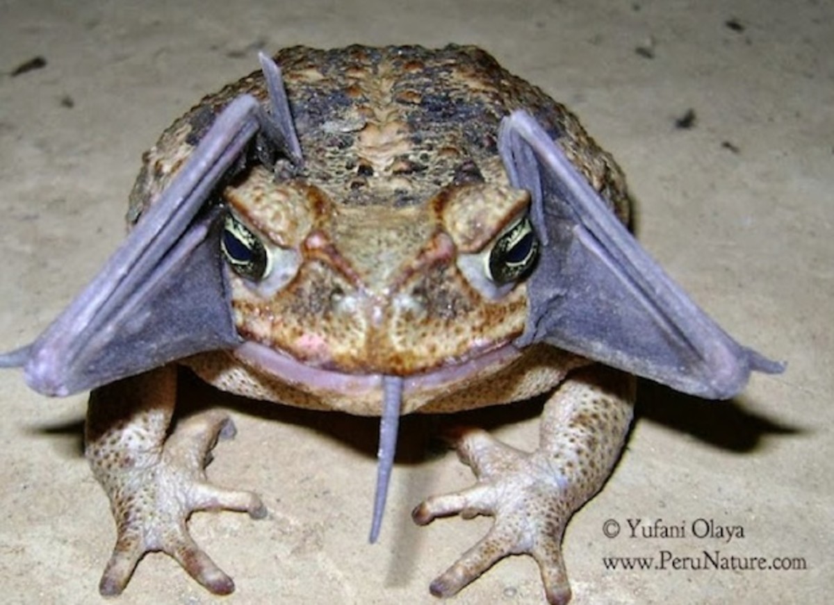 cane toad