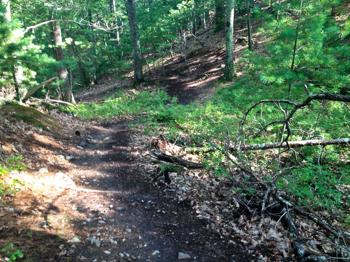 willowdale state forest mass
