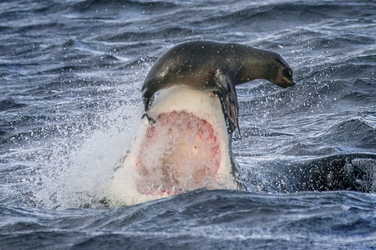 Great White Shark Seal Sequence