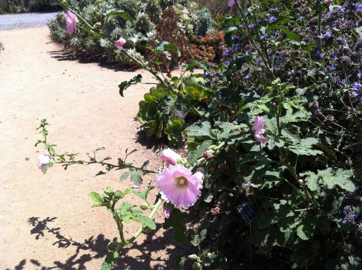 Native California plants